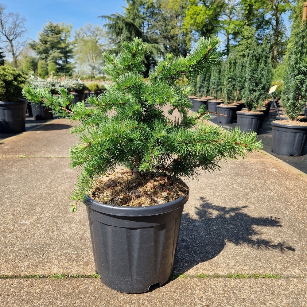 Larix decidua 'Little Bogle'