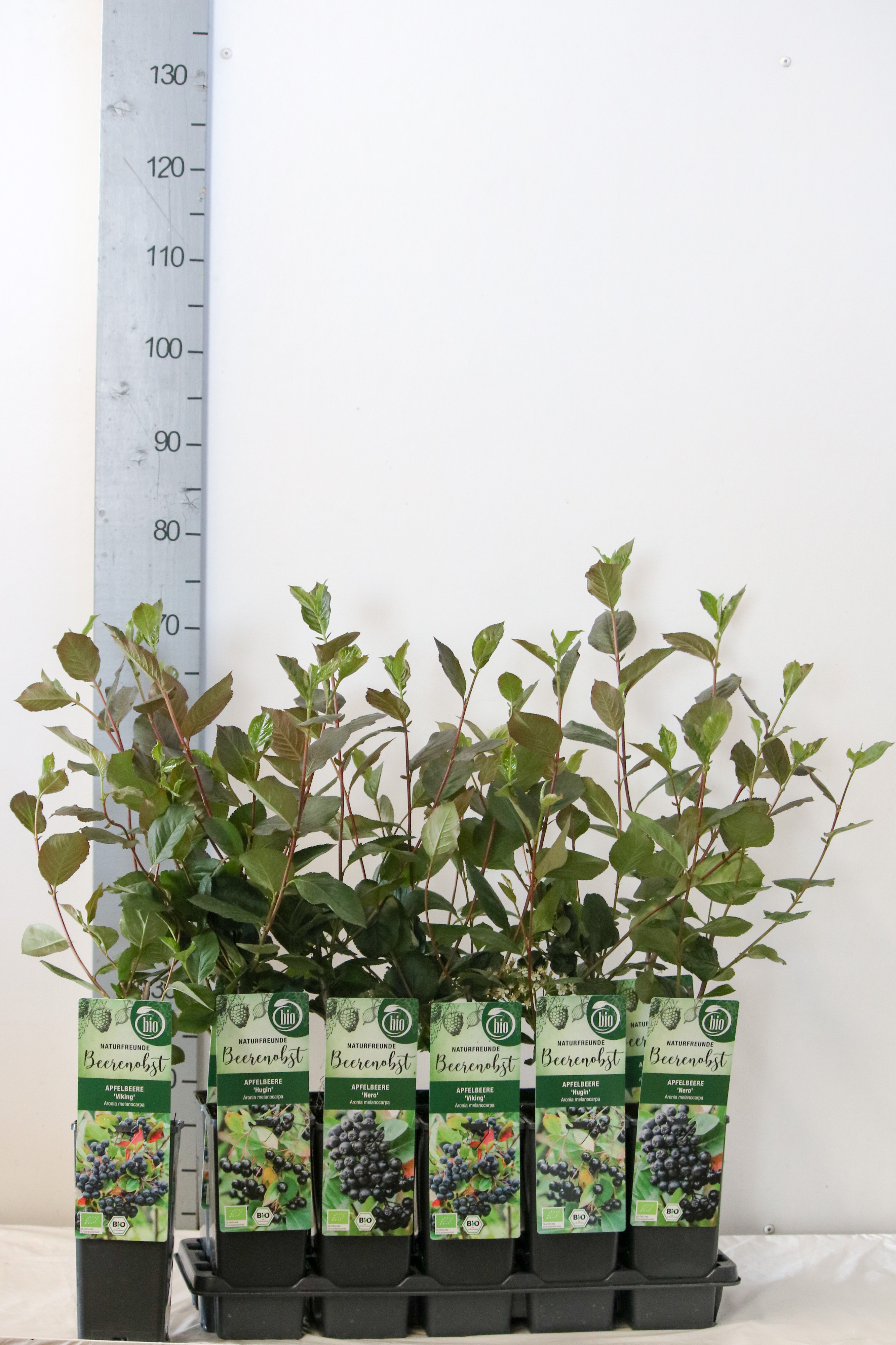 Aronia melanocarpa in varieties