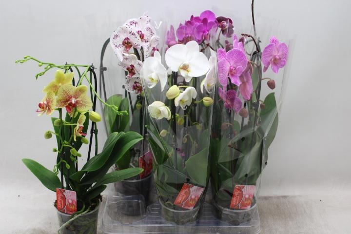 Phal El Cascade 12Ø 45cm