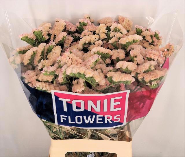 Limonium St Apricot Sunbirds 70cm 38gram