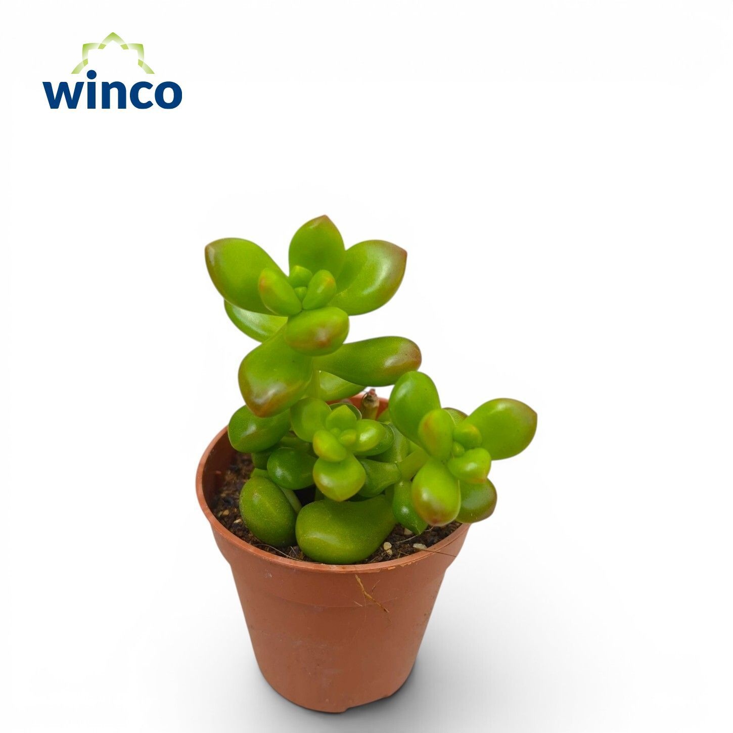 Sedum Overig 505P 15H