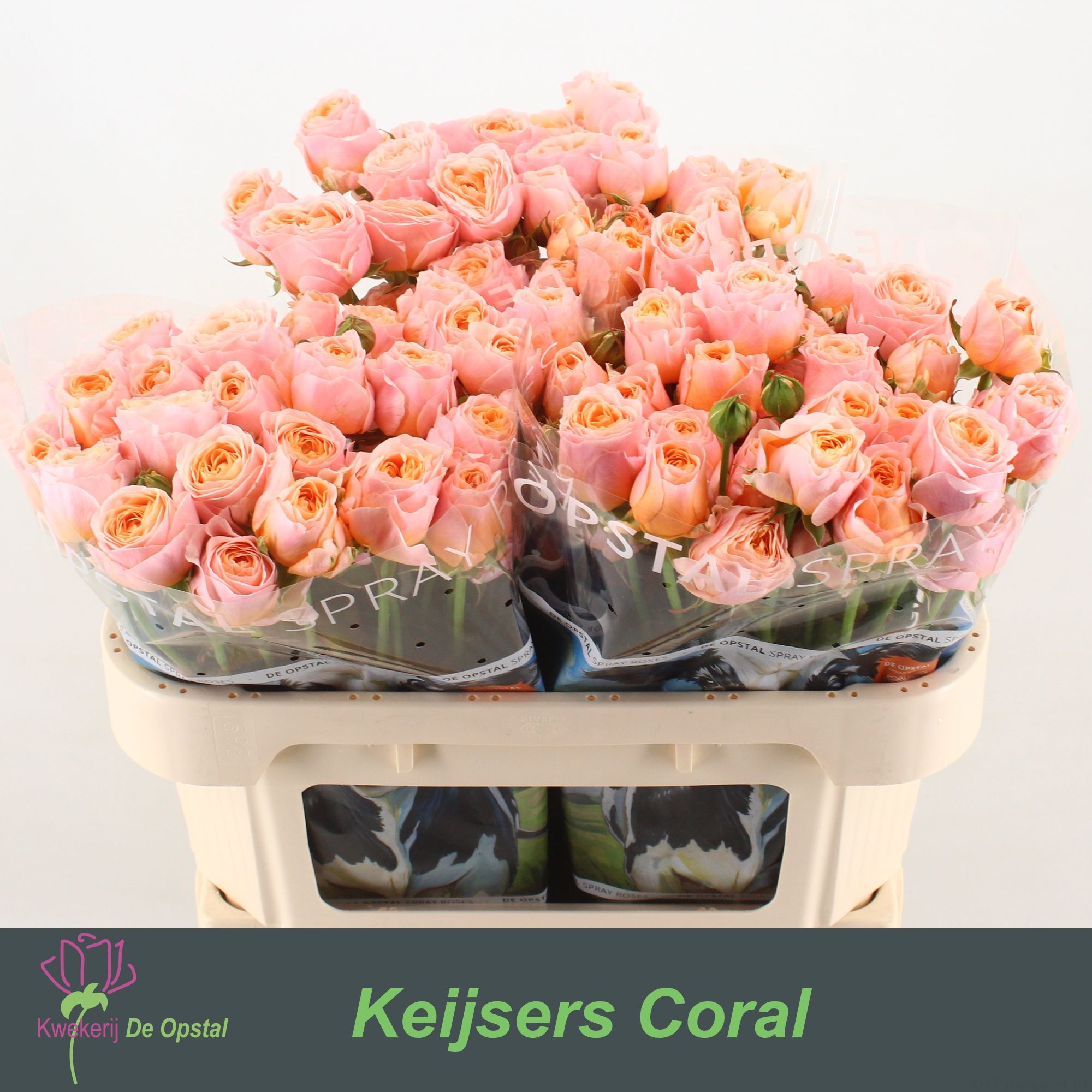 Rosa Spr Keijsers Coral 70cm