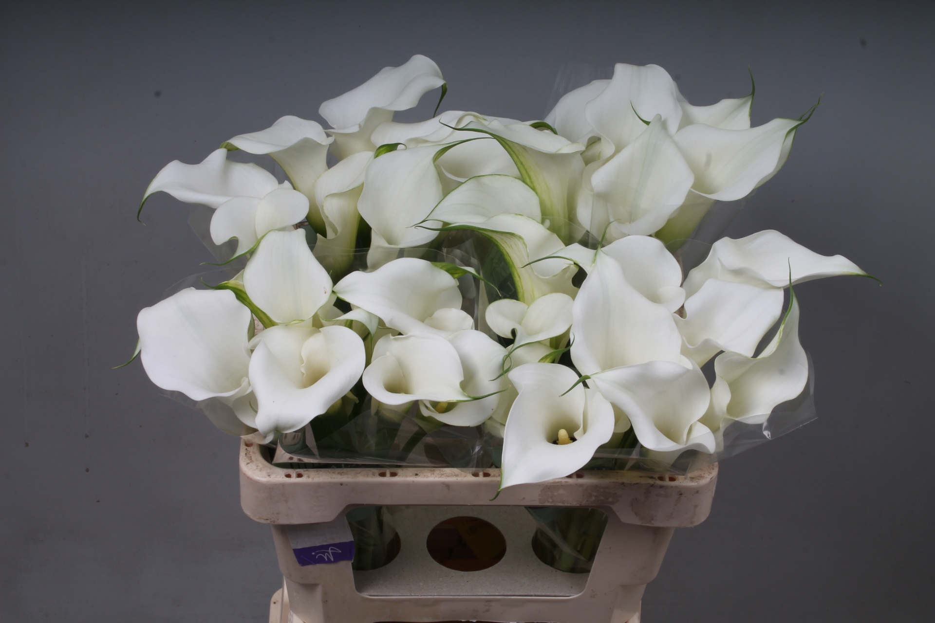 Calla White Art 55cm