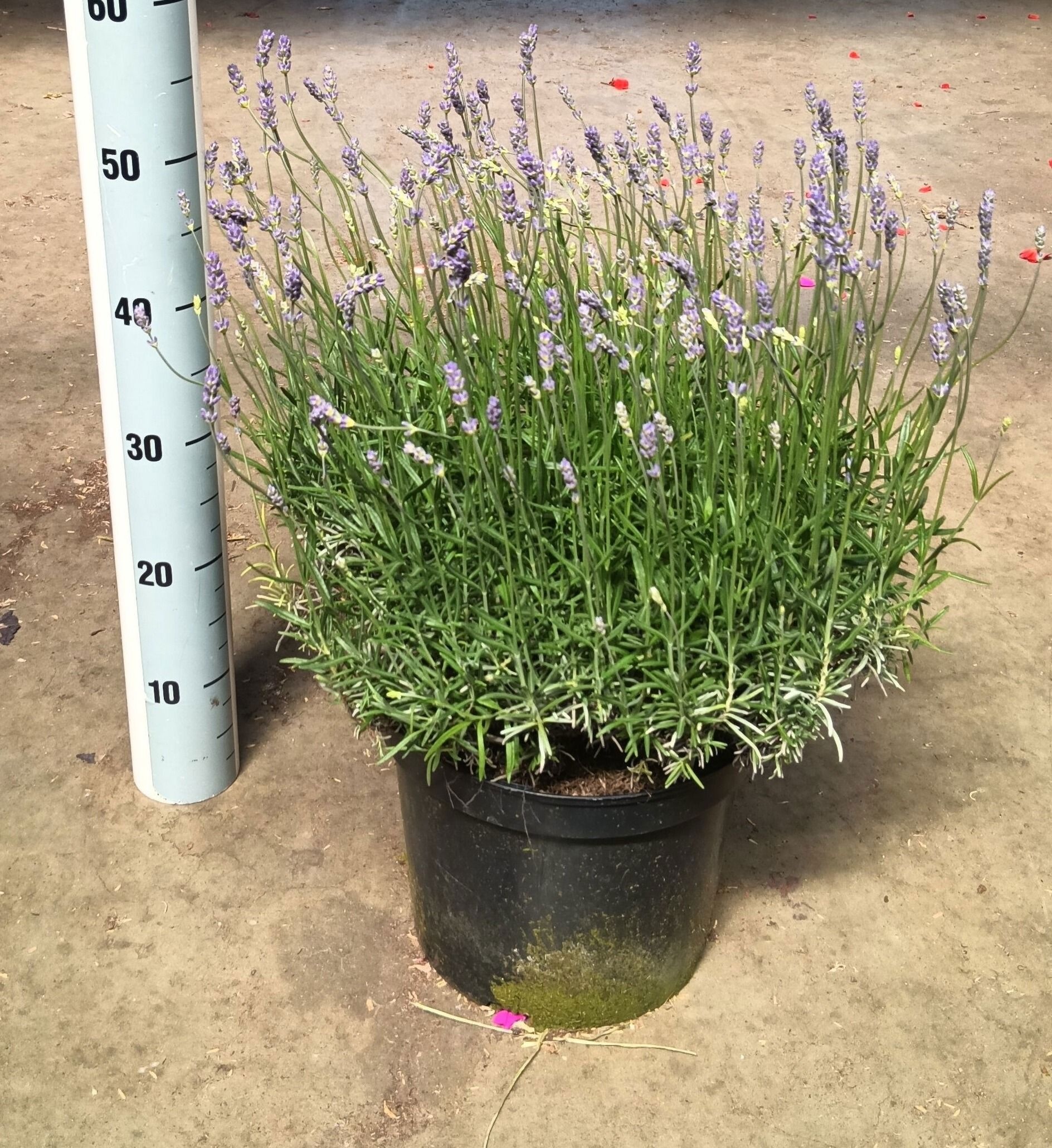 Lavandula angustifolia 'Munstead'