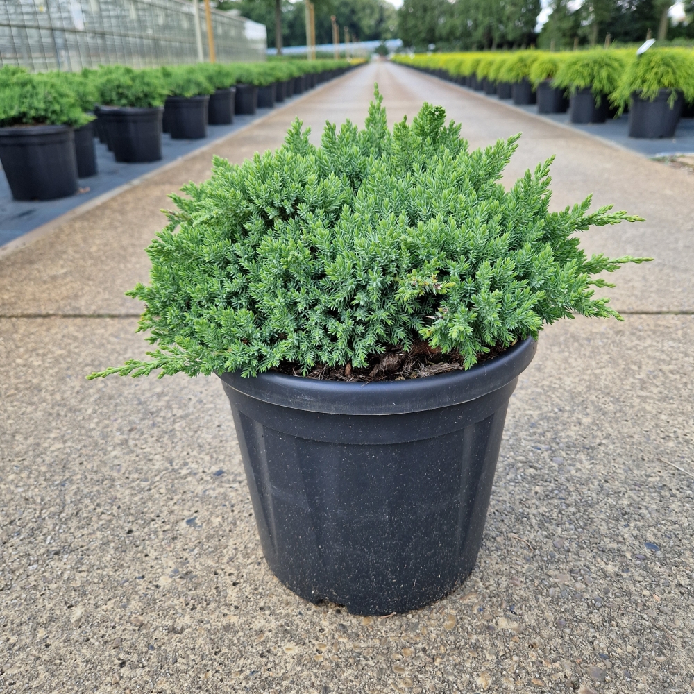 Picture of Juniperus procumbens Nana C8 30/40