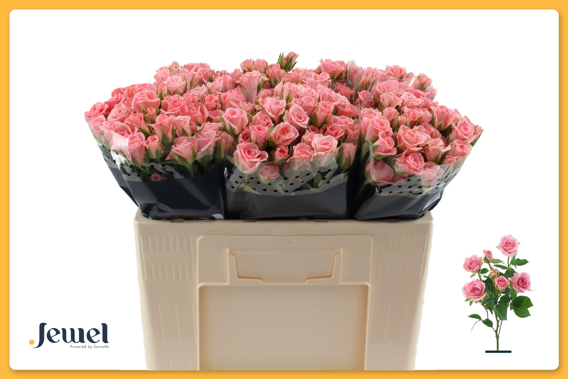 Rosa Spr Odilia 50cm