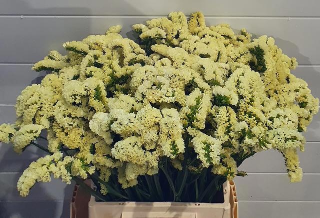Limonium St Yellow Sun Birds 50cm 25gram