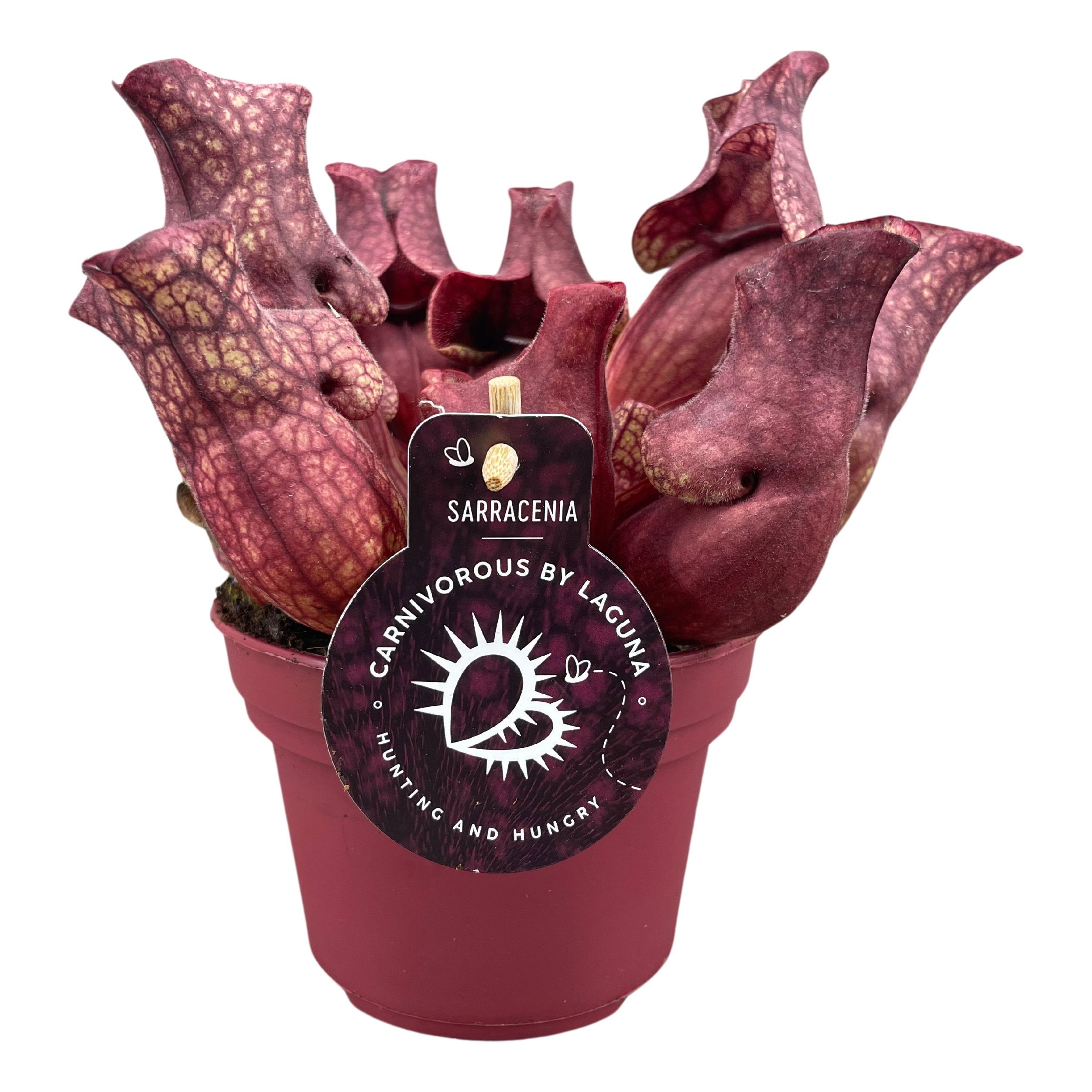 Sarracenia Ov 12P 20H