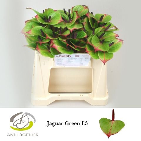 Anth Jaguar Green