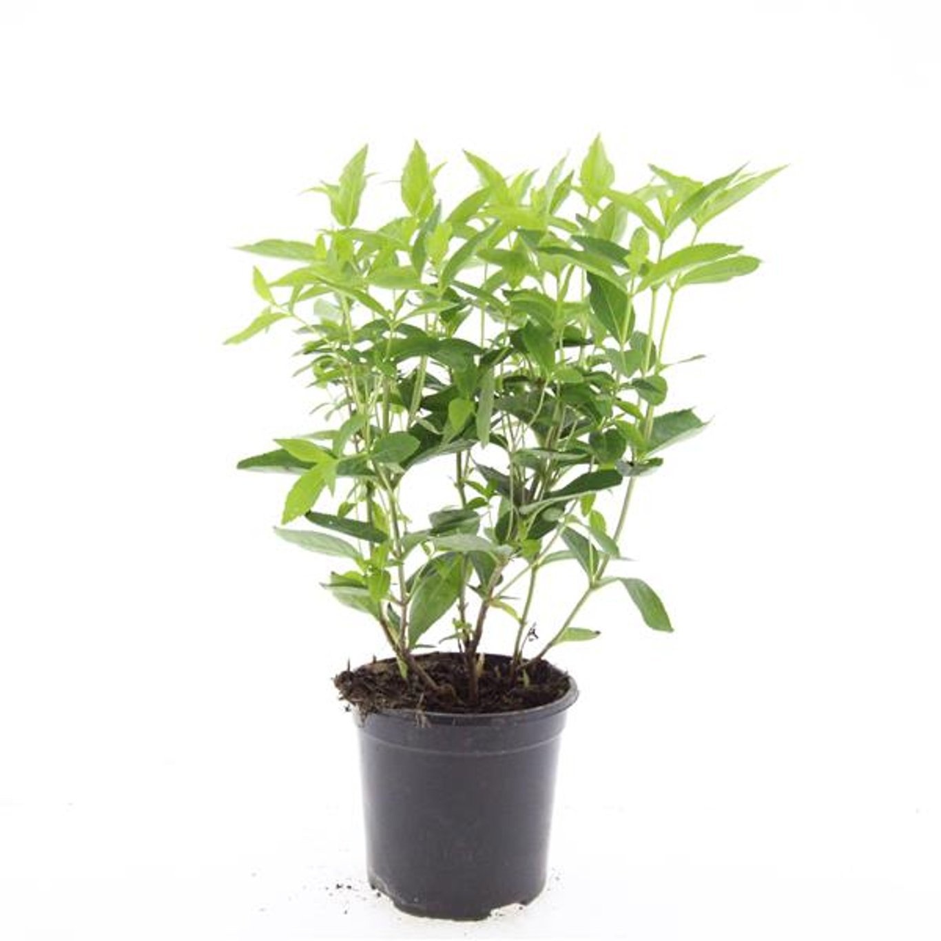 Diervilla sessilifolia 'Butterfly'
