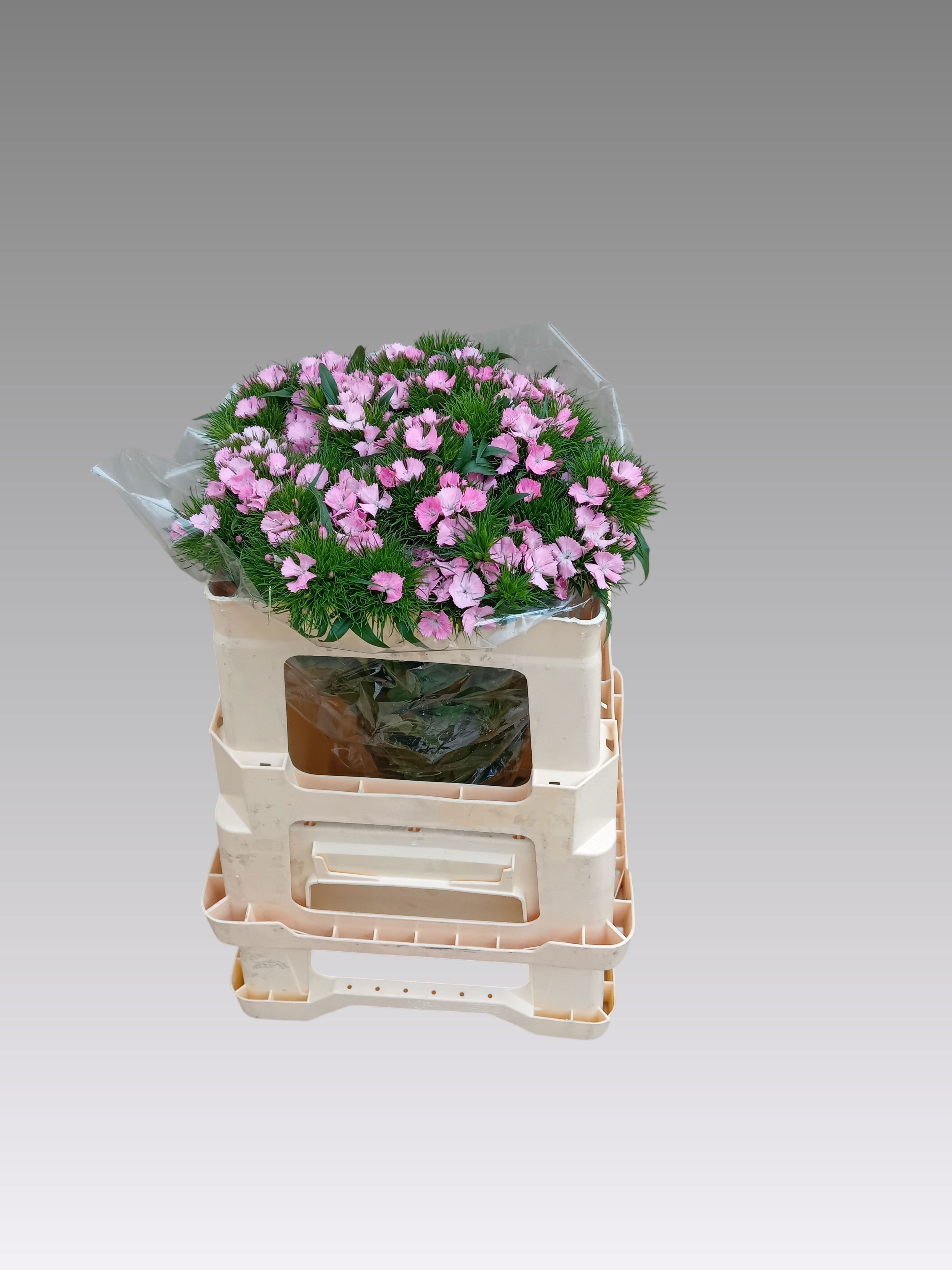 Dianthus Barb Pink 50cm