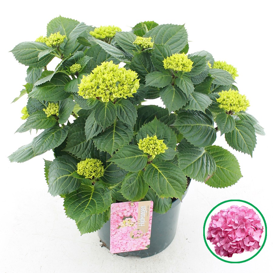 Picture of Hydrangea macrophylla Pink