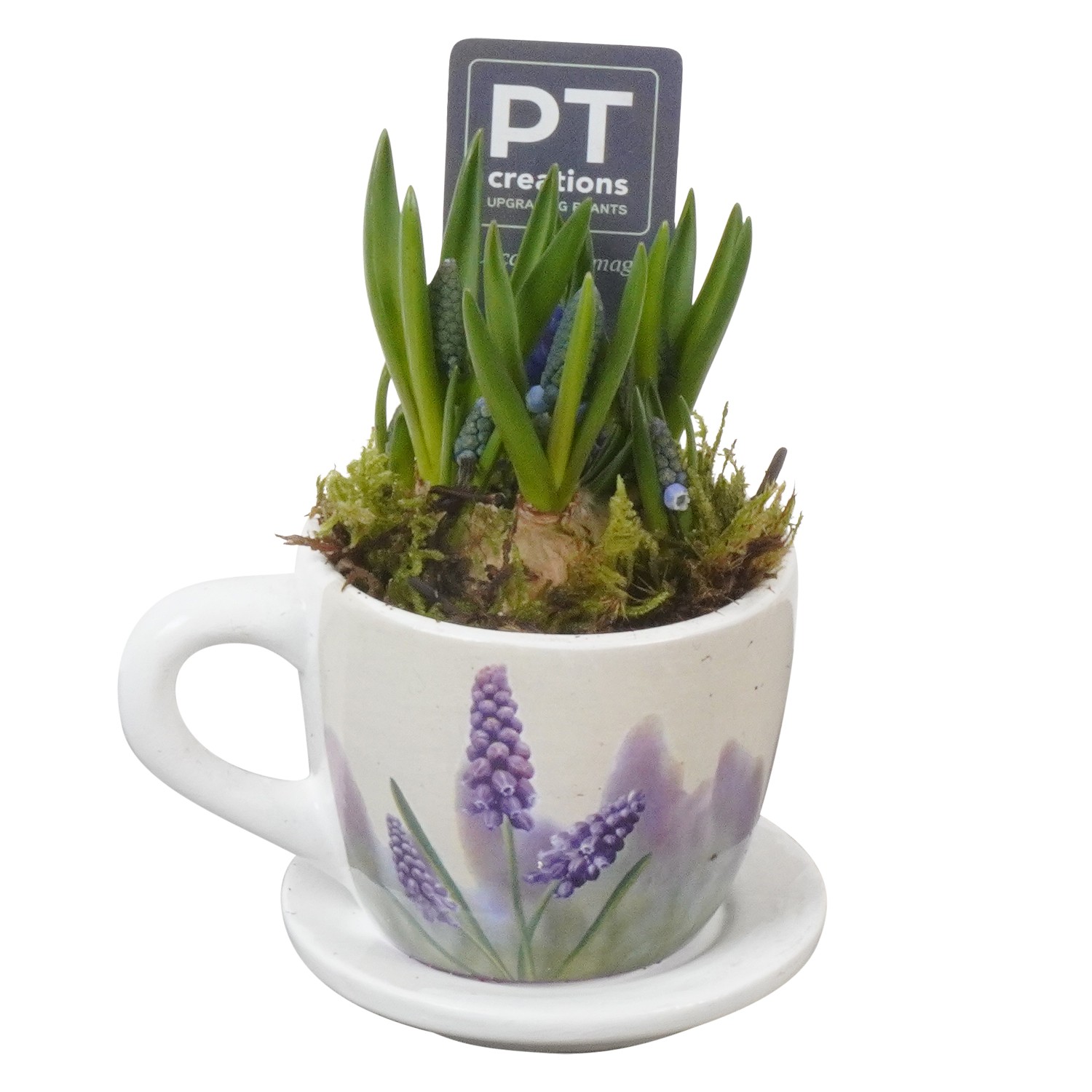 Picture of PTMB1088 Arrangement Muscari in cermaic cup and saucer P8 13CM