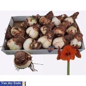 Bloembol Hippeastrum