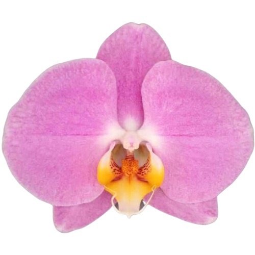 Flower Symphony | Tampa | Phalaenopsis 2 Spike