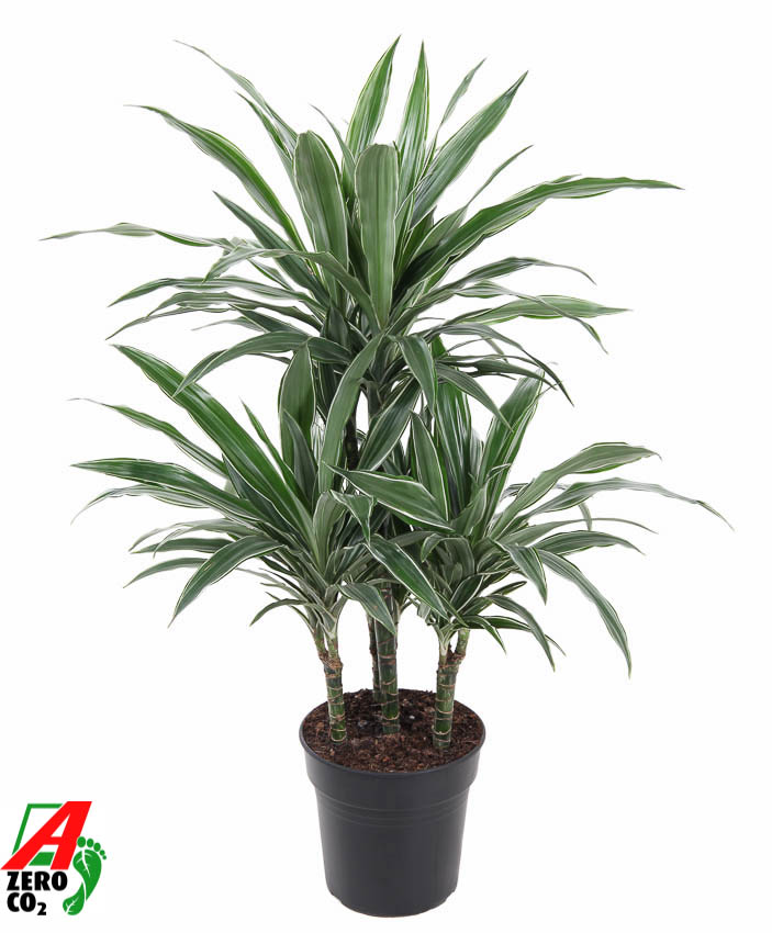 Picture of Dracaena Warneckei 45-carrousel P21 90cm