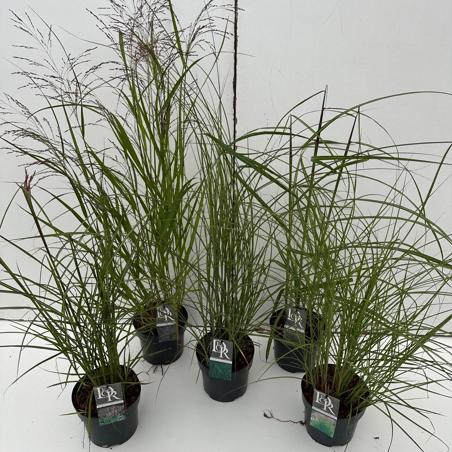 Picture of Miscanthus in varieties P17 (2 Ltr) Square