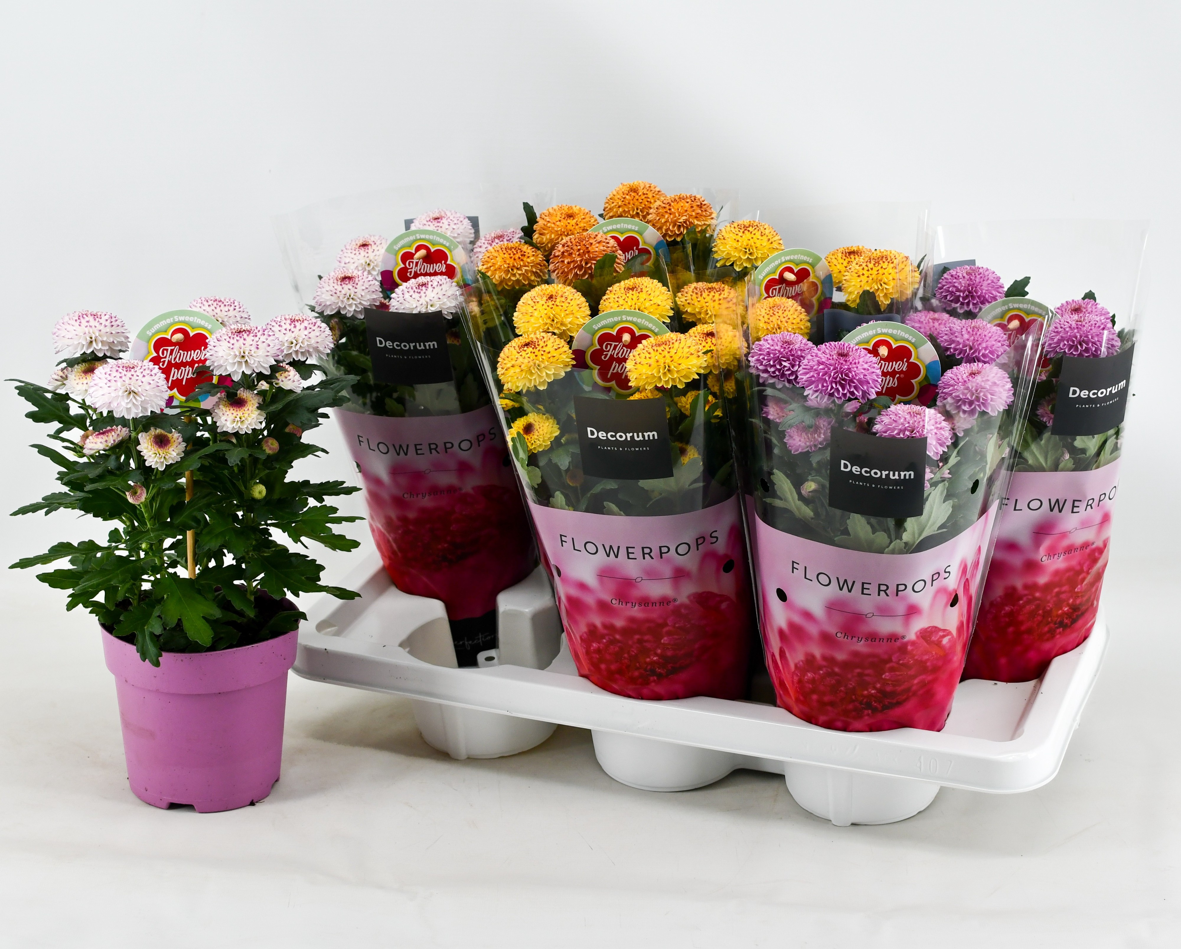 Picture of Chrysant Flowerpops Abbey varieties (Decorum) P14 35CM