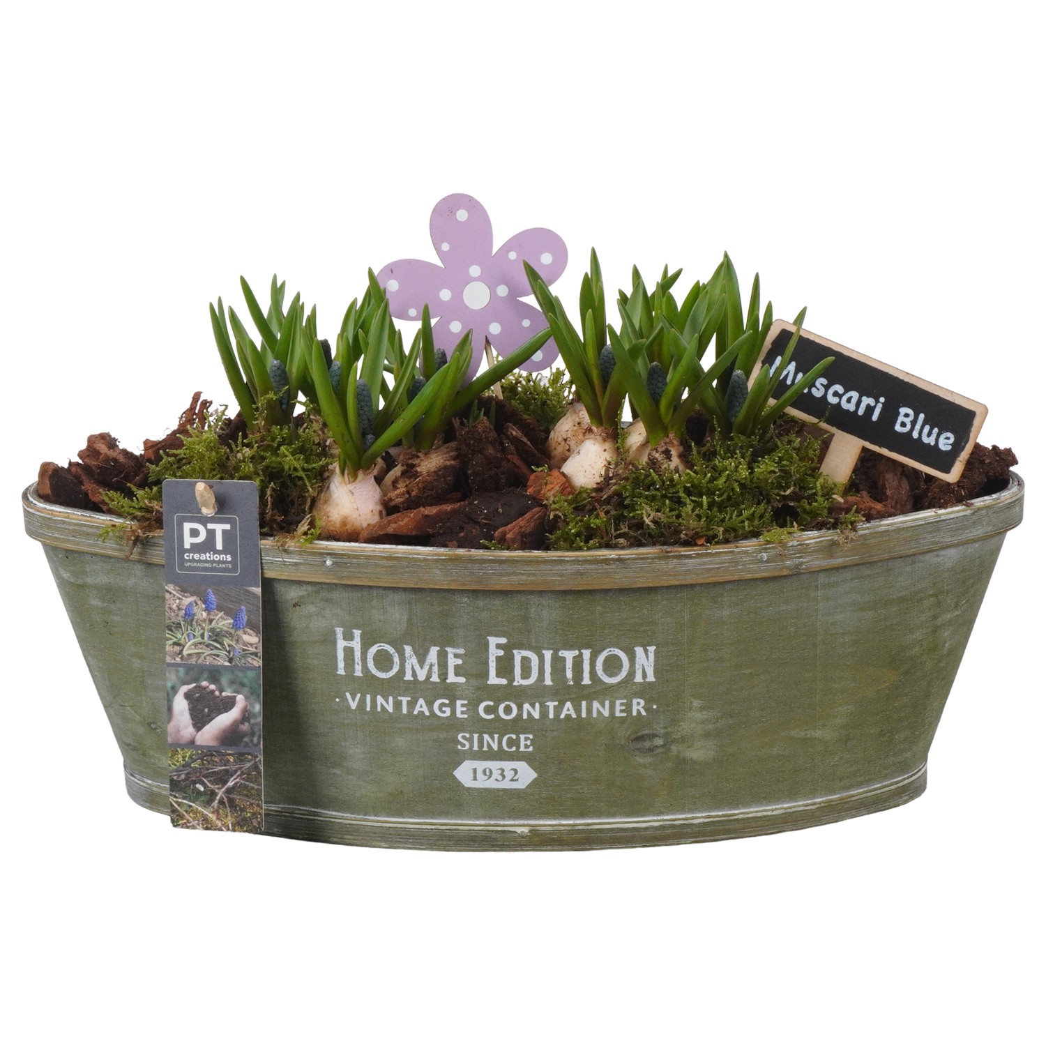 Picture of PTMB1093 Arrangement Muscari in chipwood boat P32 18cm