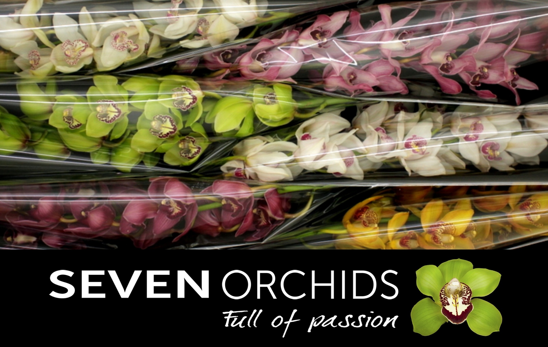 Cymbidium Asst 13bl