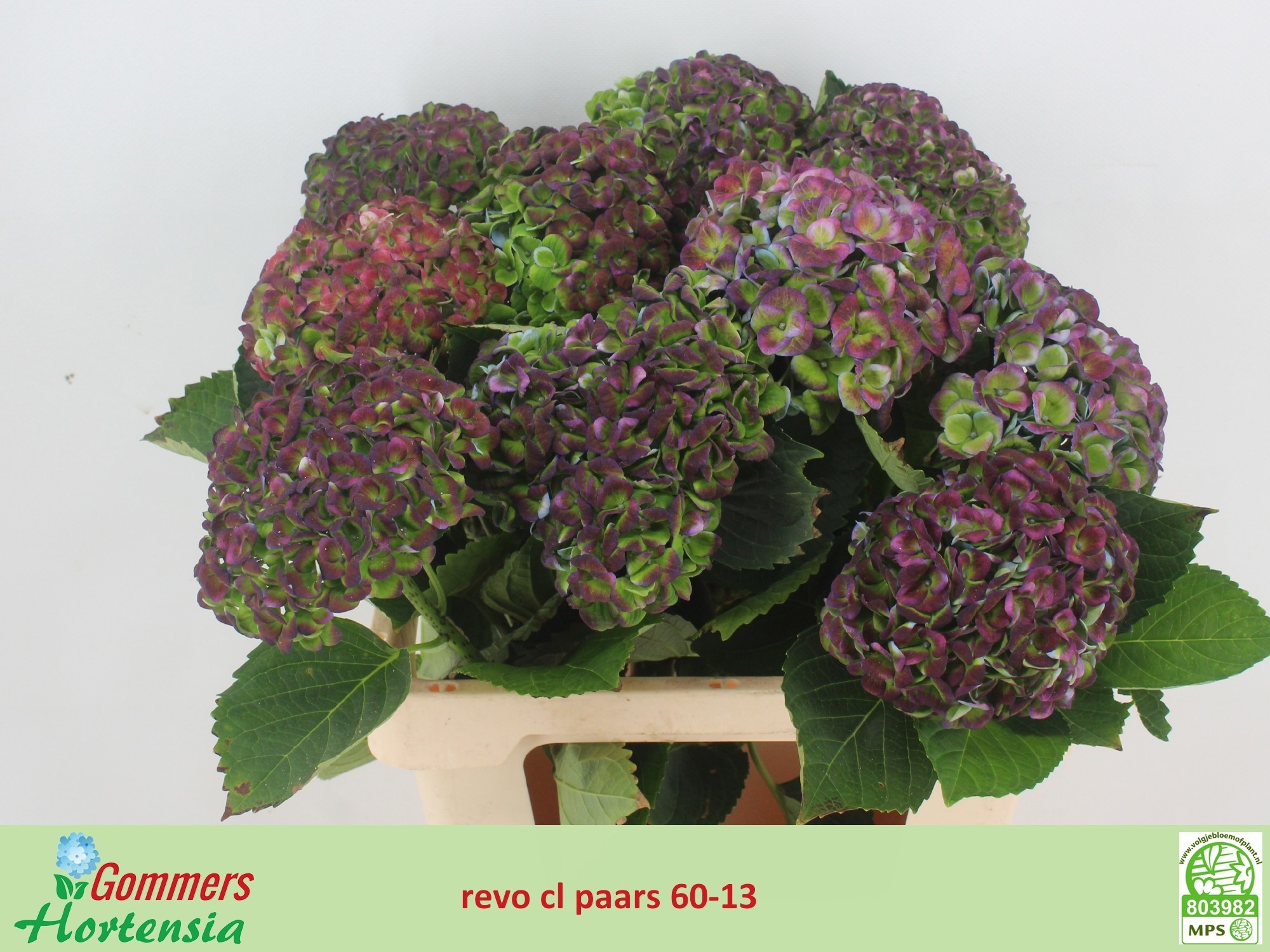 Hydrangea Revolution Classic Purple 60cm 12Ø