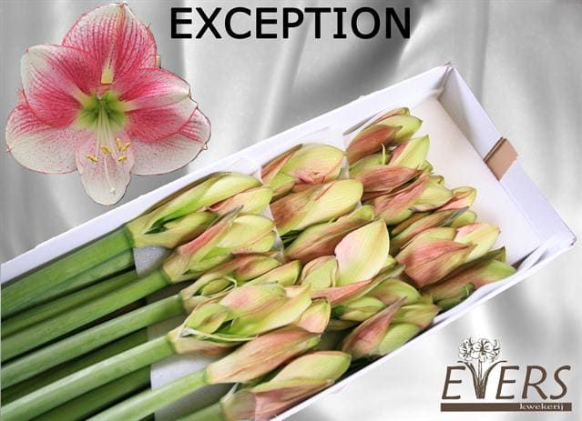 Hippeastrum Exception 4bl