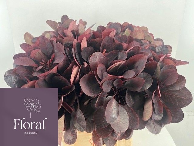 Cotinus Royal Purple 50cm
