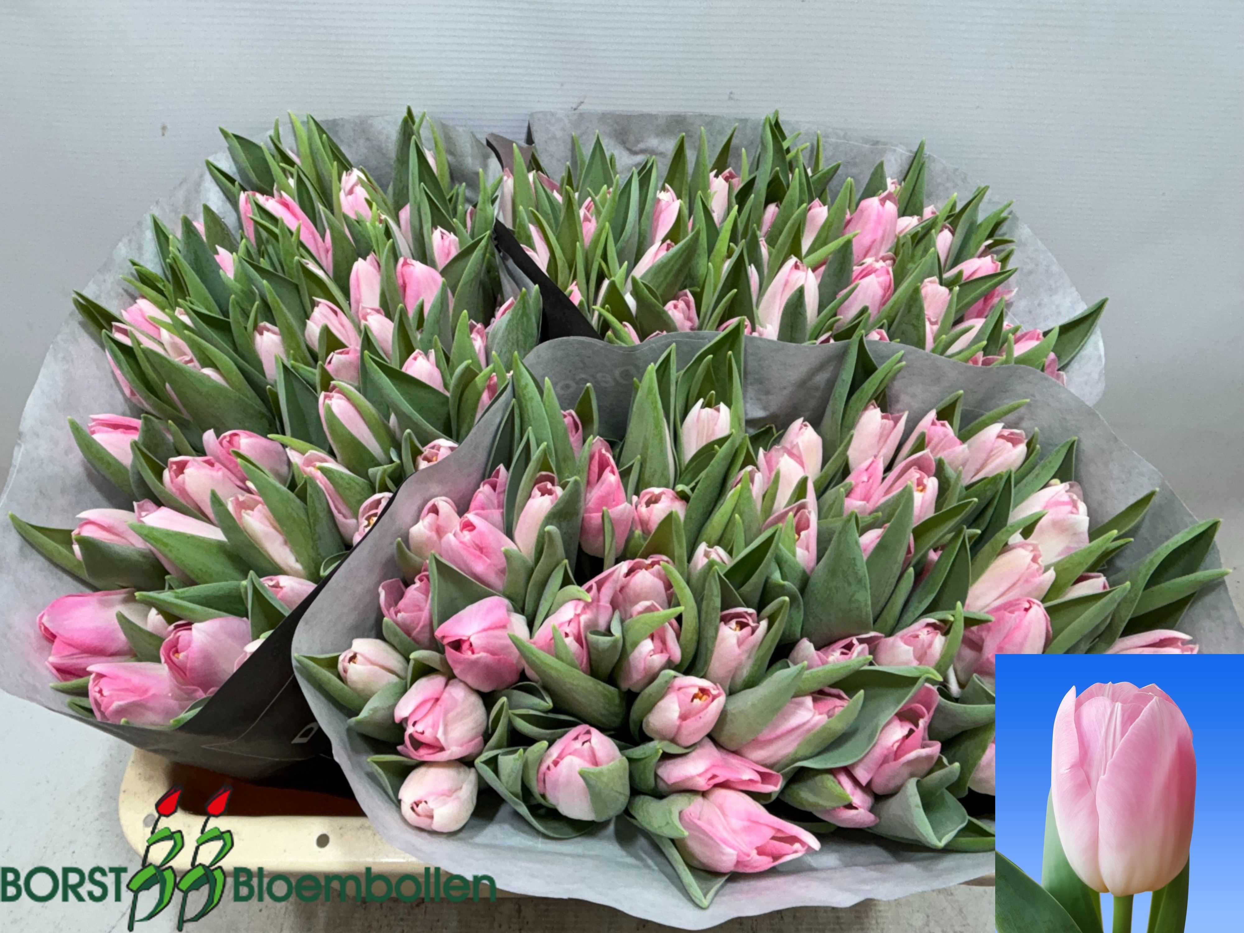 Tulipa Dynasty 34cm 30gram