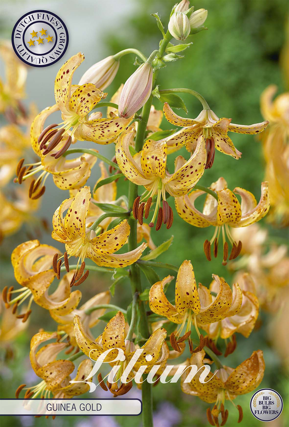Lilium Martagon Guinea Gold x 1