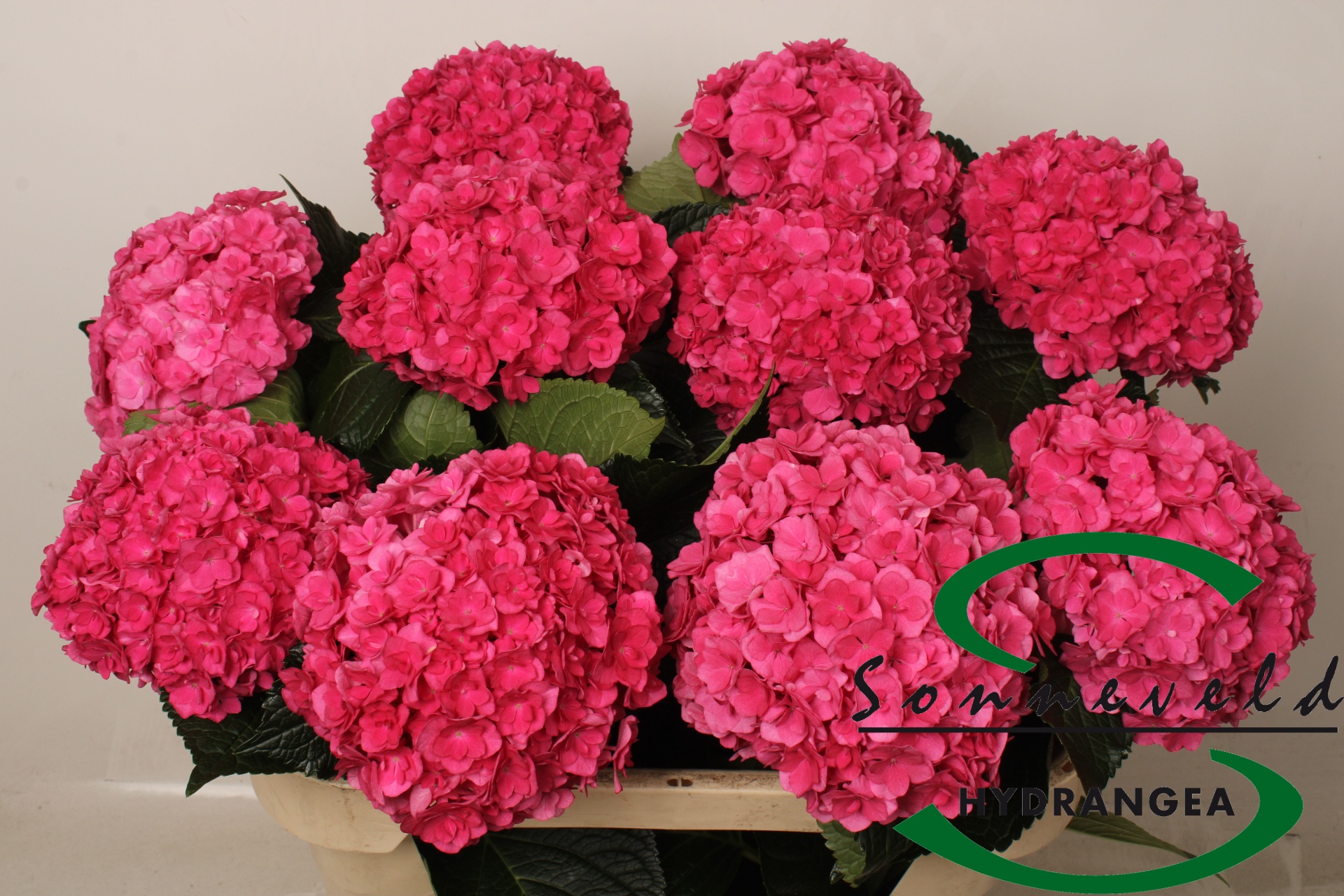 Hydrangea Royal Anastasia Pink 70cm 19Ø