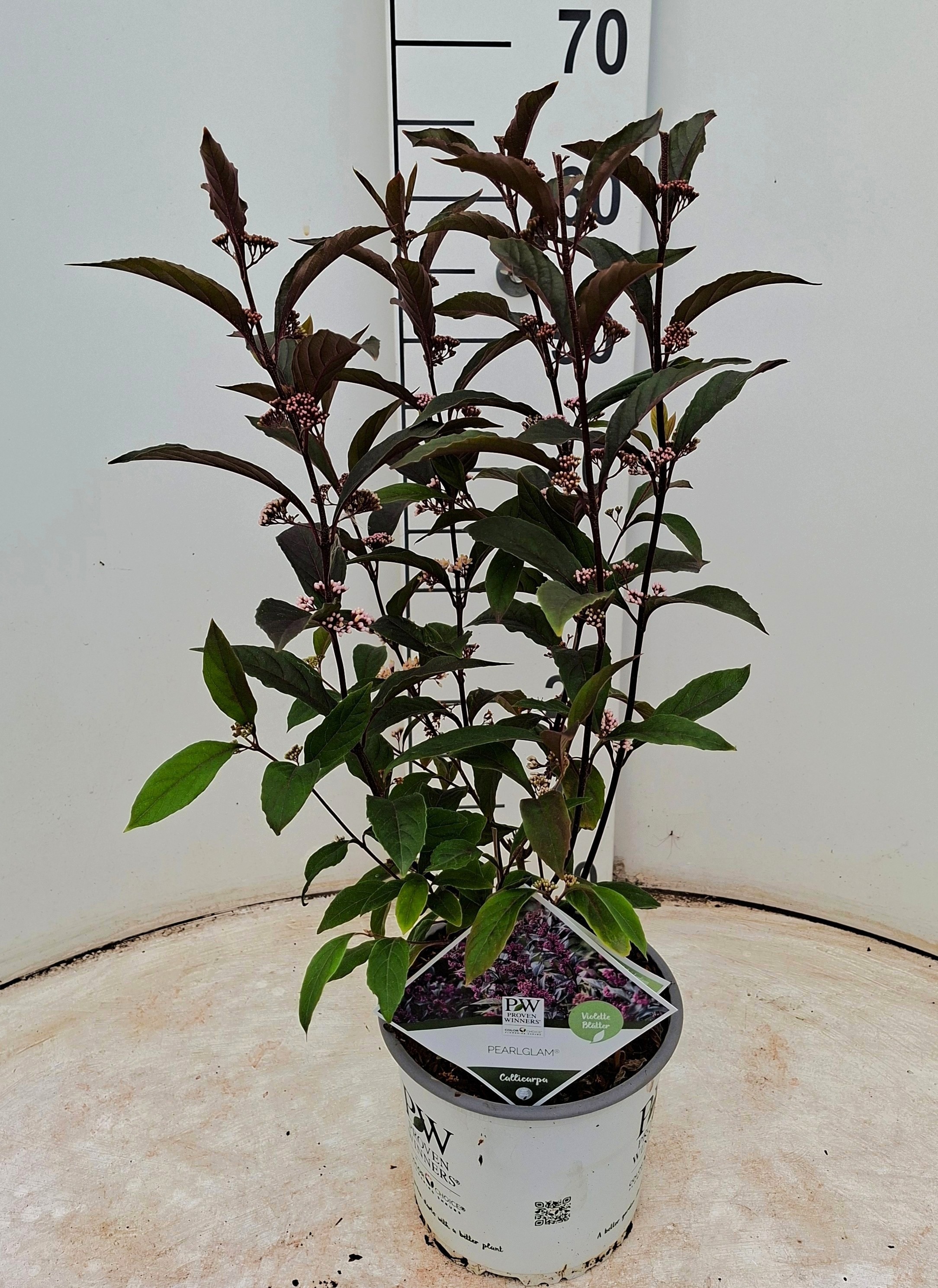 Callicarpa Pearl Glam® ('NCCX2' pbr af) PW
