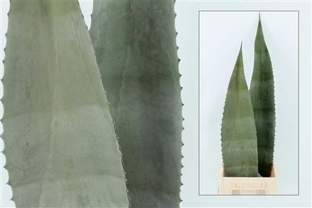 Agave Americana Blad