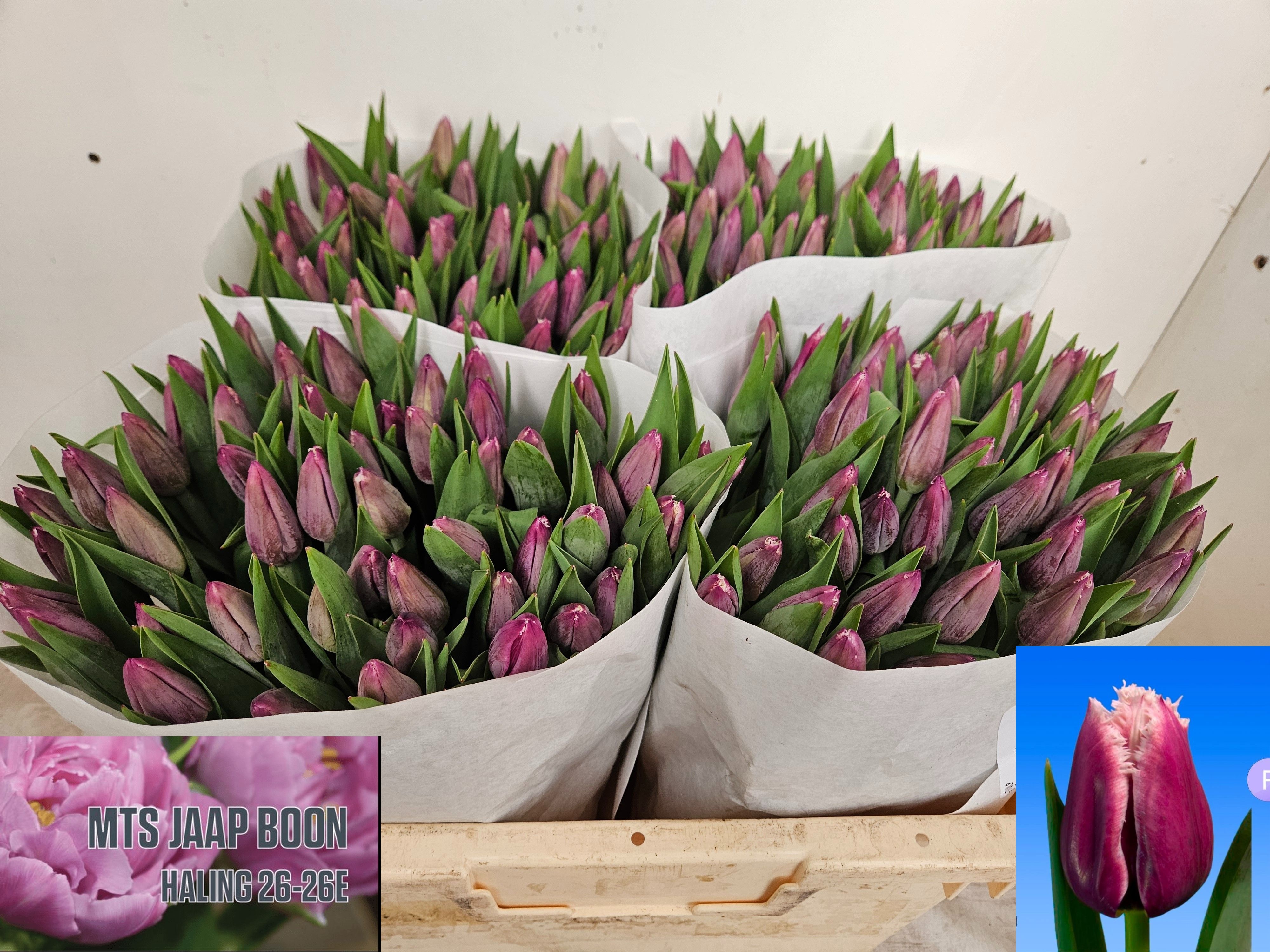 Tulipa Frilled San Martin 37cm 28gram