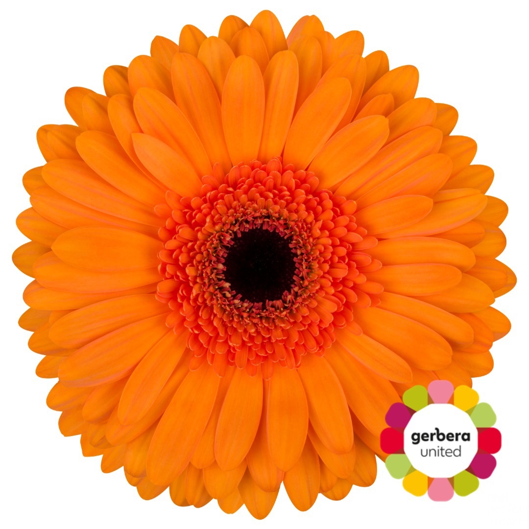 Gerbera Tutti Frutti Diamond