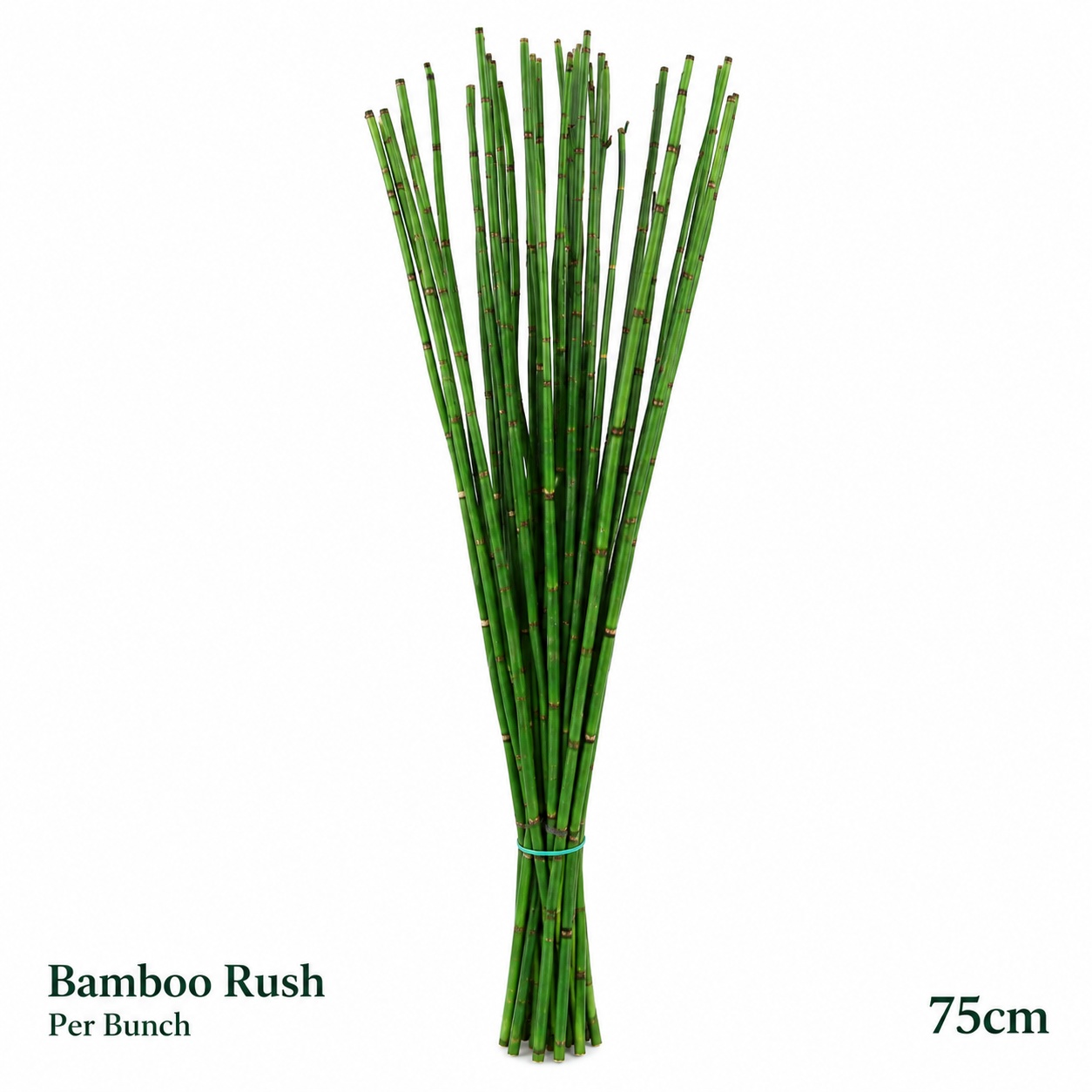 Equisetum Rush Bs