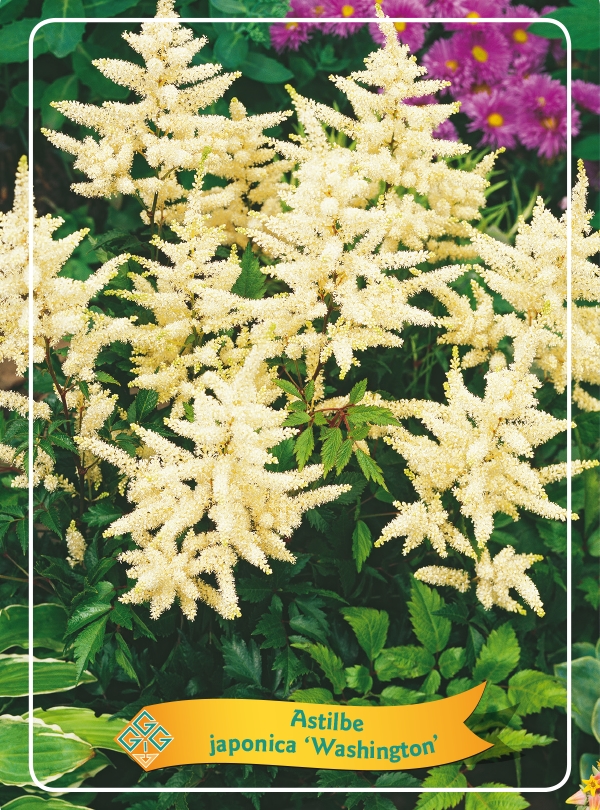 Picture of Astilbe mix 6x10 srt. per shelve P11