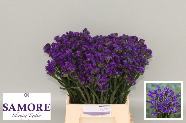 Limonium St Navy Sun Birds 45cm 16gram