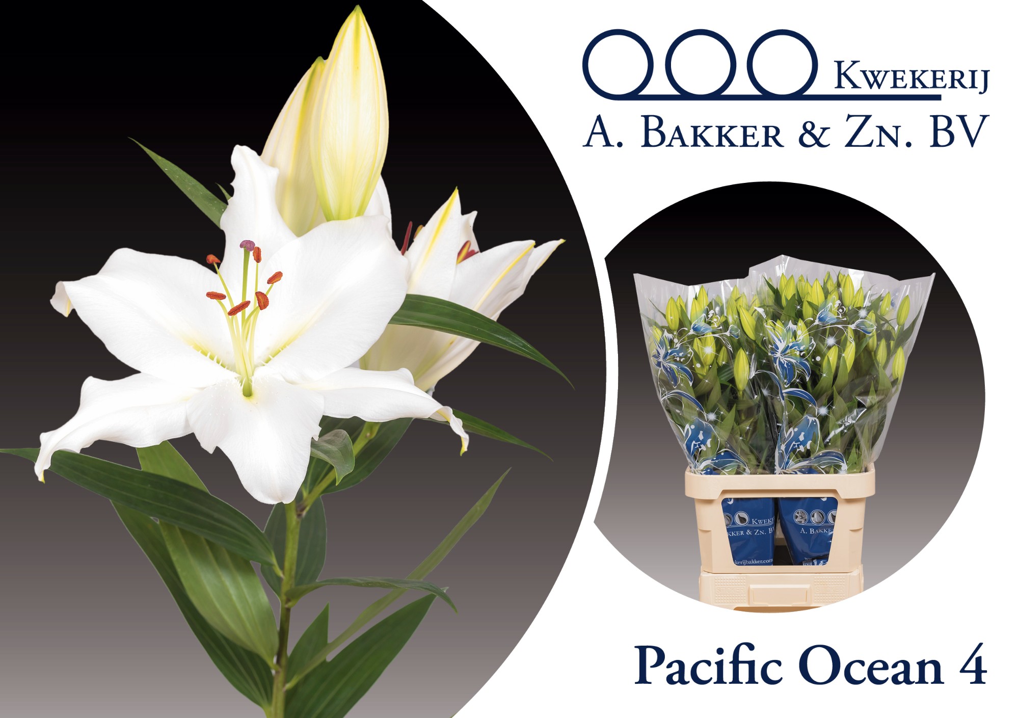 Lilium Or. Pacific Ocean LI OR PACIFIC OCEAN | Lilium | Lilium | Цветущие  срезанные цветы | Срезанные цветы | Все продукты | OZ Planten