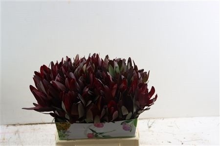 Leucadendron Safari Sunset 40cm