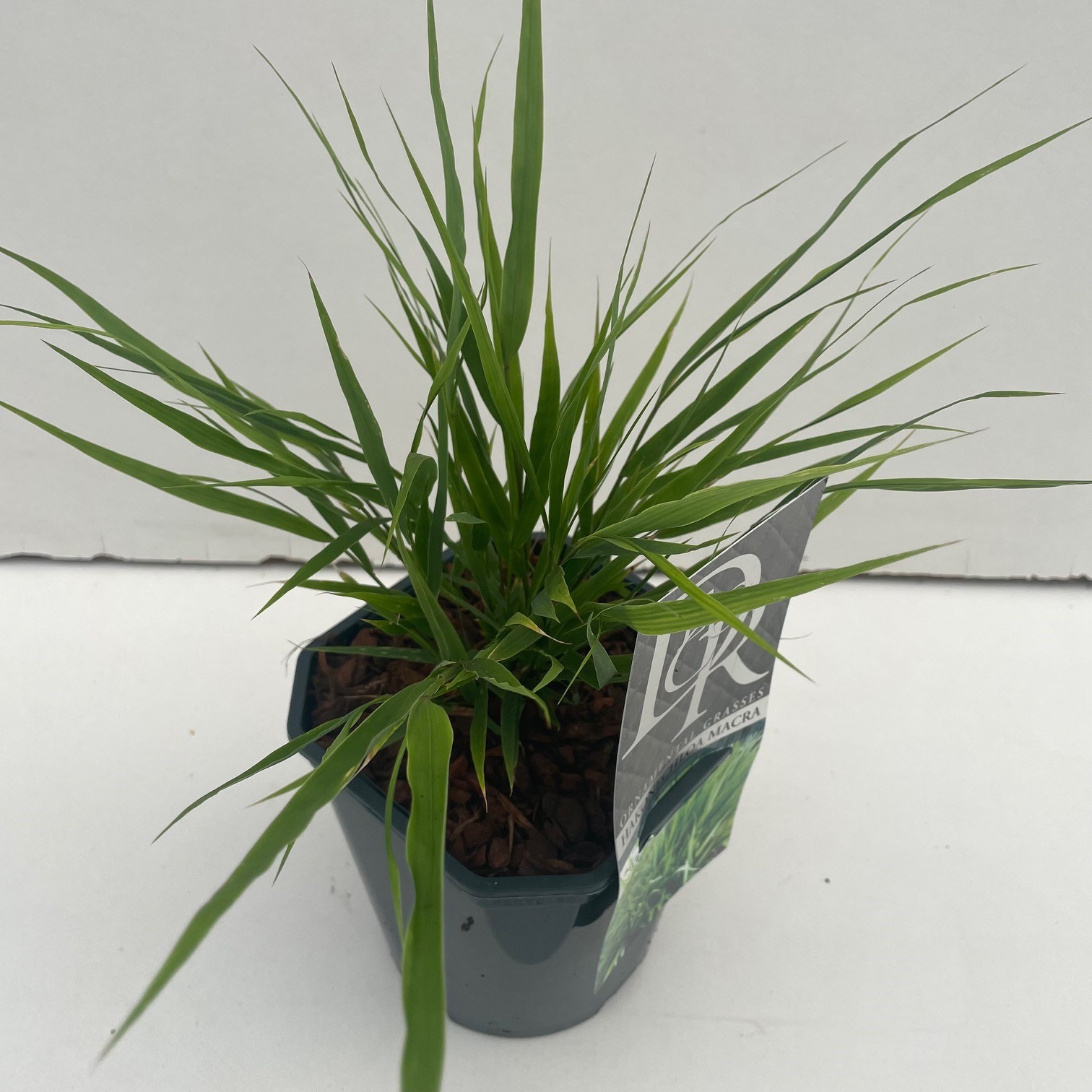 Hakonechloa macra