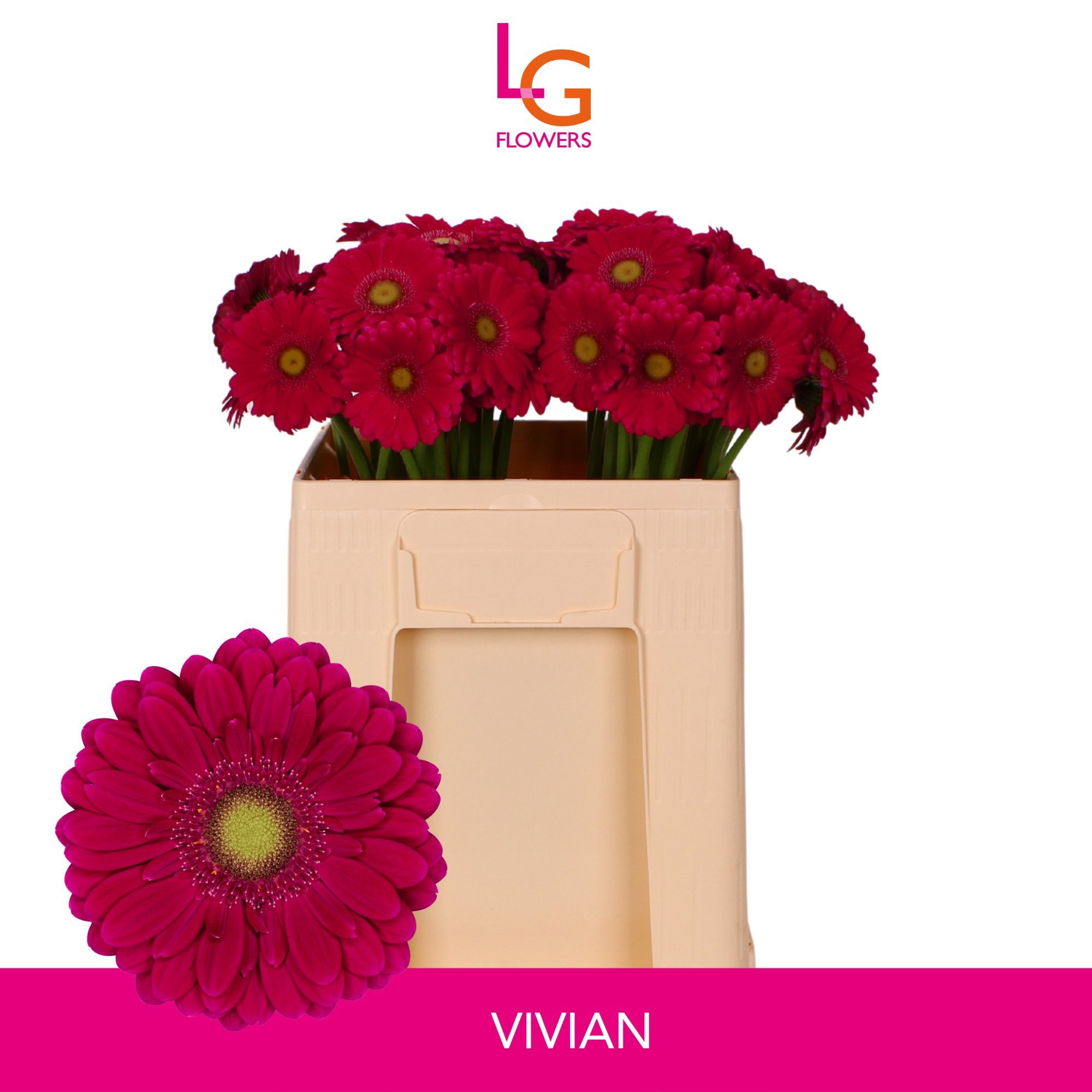 Gerbera Mini Vivian