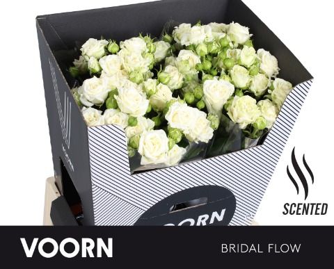Rosa Spr Bridal Flow 70cm
