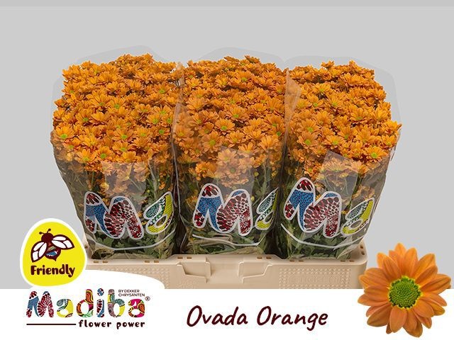 Chr San Mad Ovada Or