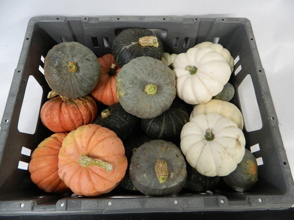 Cucurbita Ov