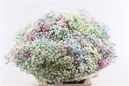 Gypsophila Painted 80cm 40gram