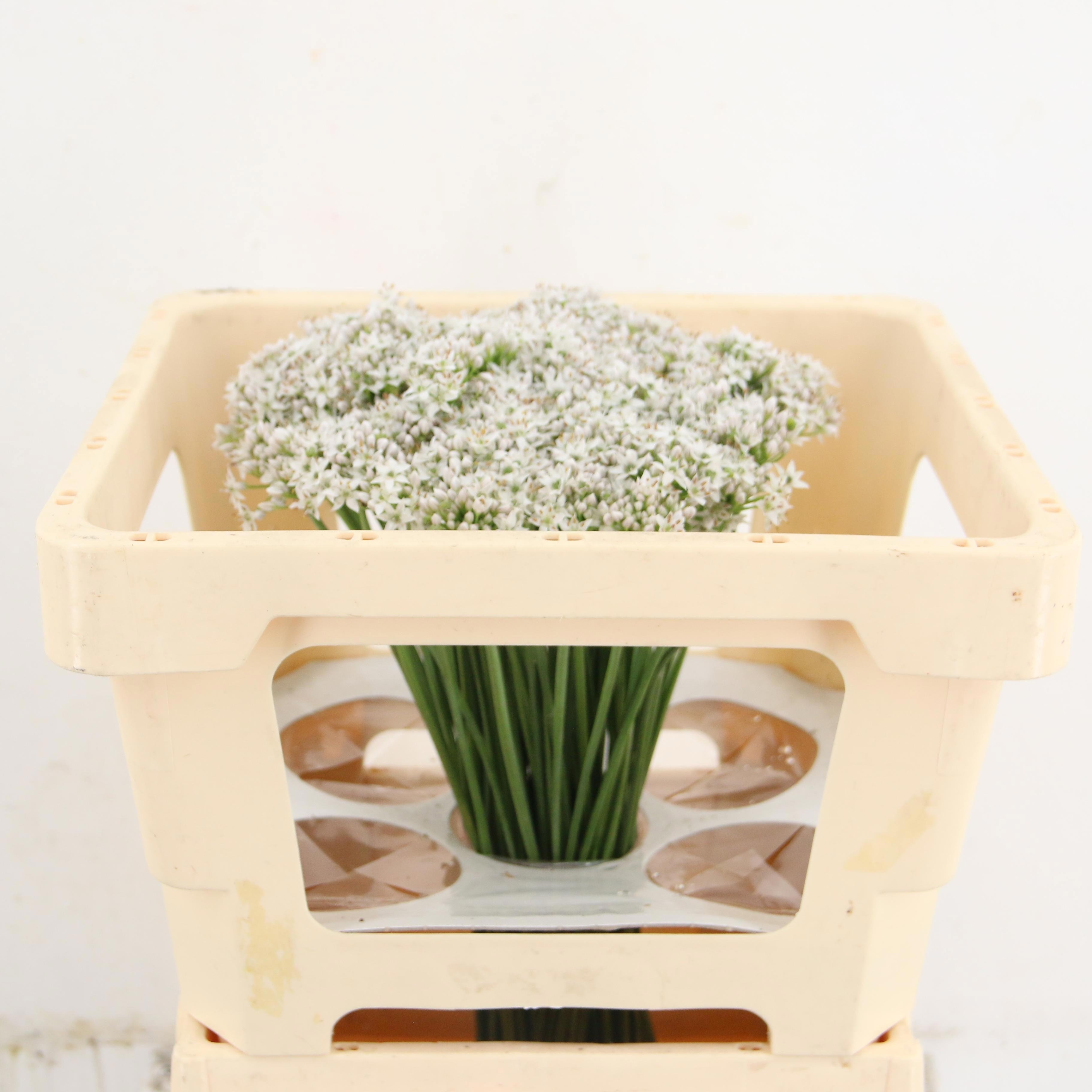 Allium Tuberosum