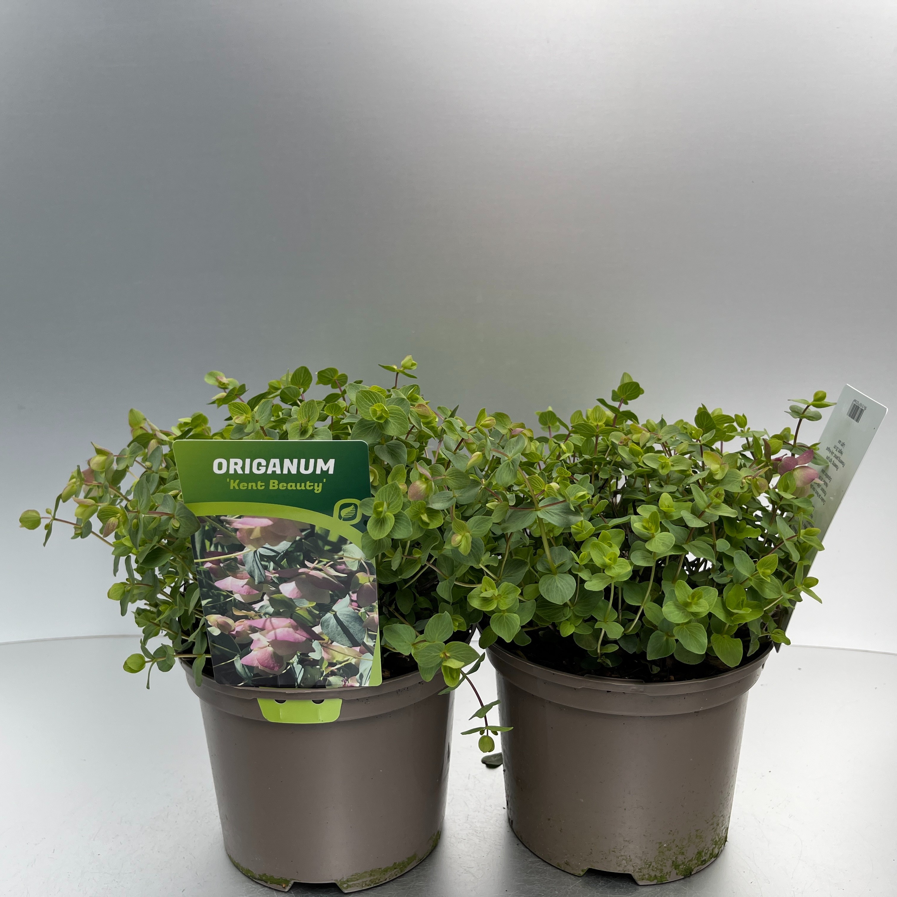 Picture of Origanum Kent Beauty P17 (2 Ltr)