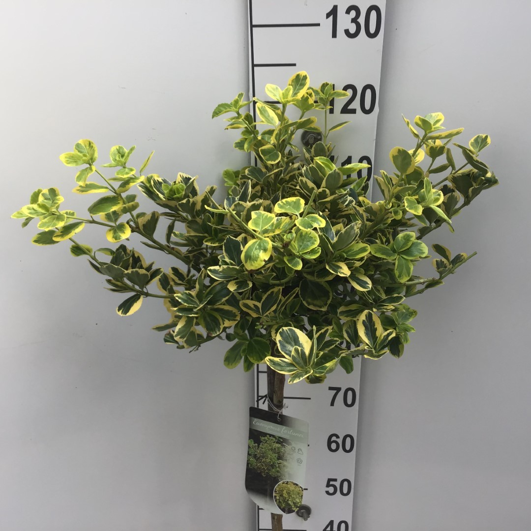 Picture of Euonymus fortunei Canadale Gold P26 (7.5 Ltr) 90/STD