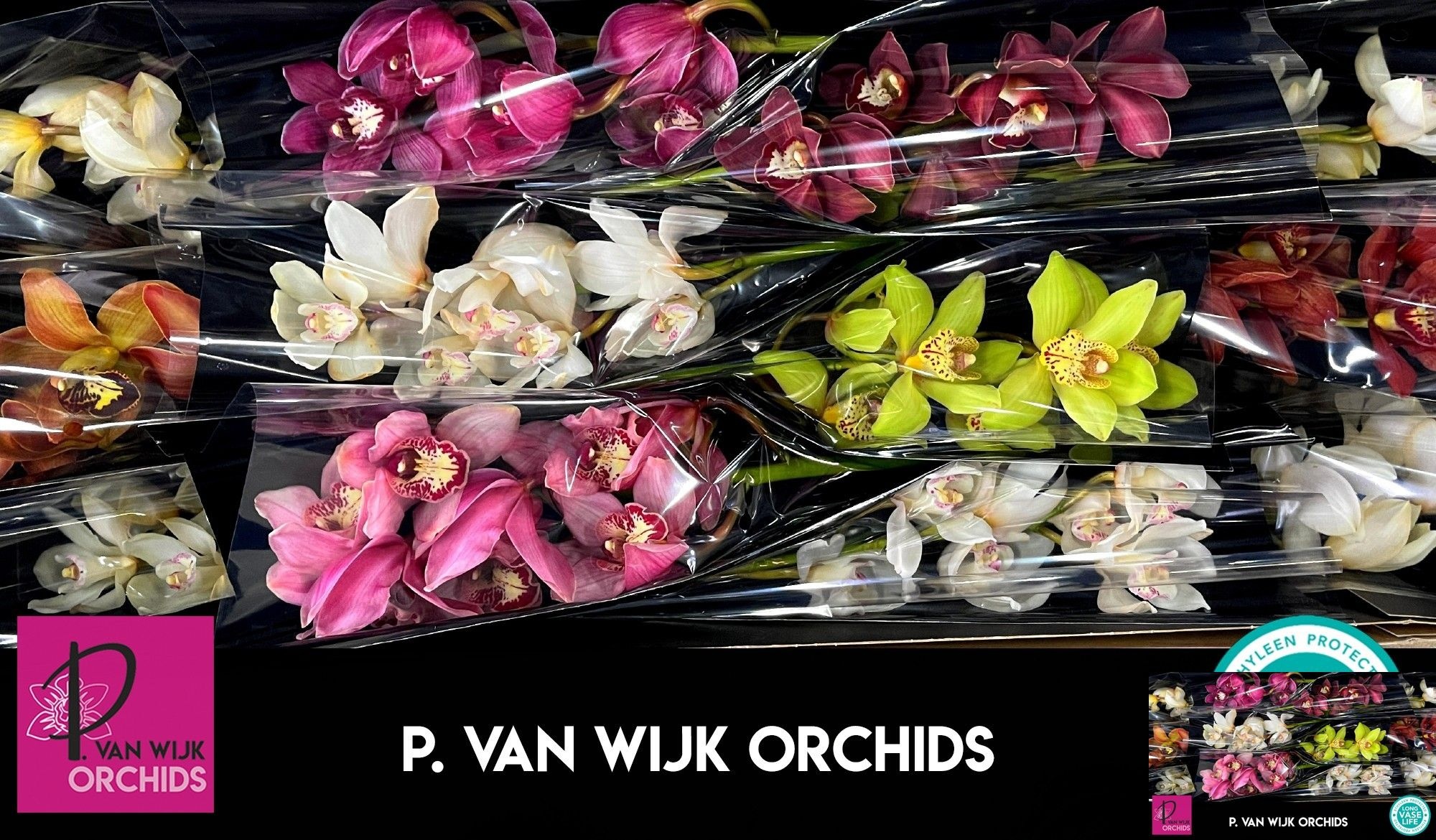 Cymbidium Asst 6bl