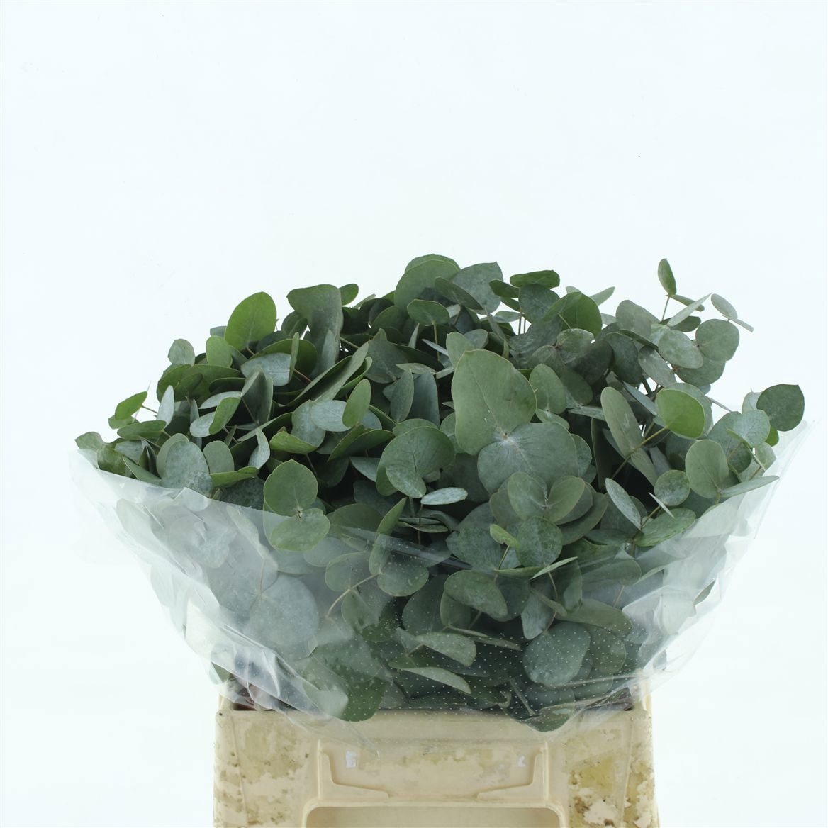 Euca Cinerea 45L.cm